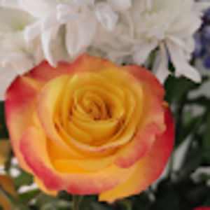 Meet your Posher, Sana